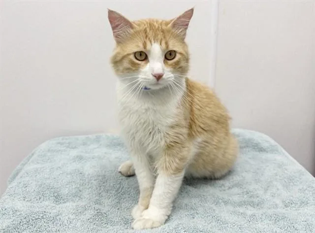 A young medium-sized male Domestic Short Hair cat named Theo for adoption in Saint Louis, MO