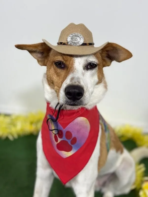 A baby medium-sized female White / Cream Jack Russell Terrier dog named Fruity Pebbles for adoption in Carlsbad, CA