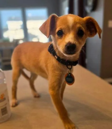 A baby small-sized female Chihuahua dog named Dory for adoption in Lowell, IN