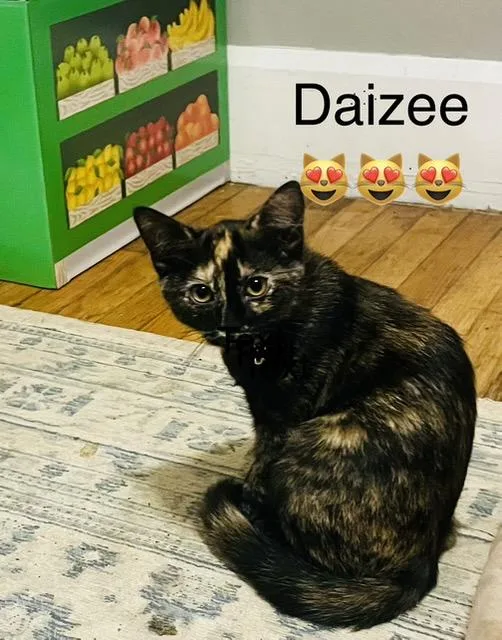 A young medium-sized female Tortoiseshell cat named Daizee for adoption in Muncie, IN