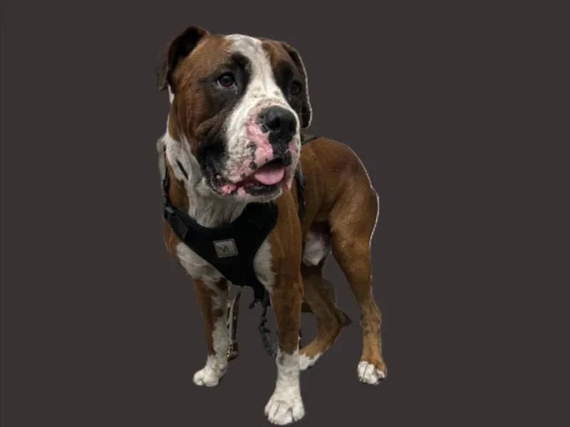 An adult large-sized male Boxer dog named Ryan G for adoption in Los Angeles, CA