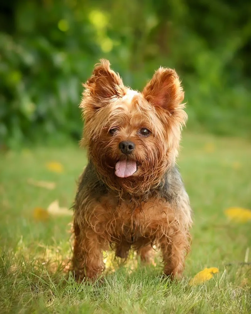 Groucho Barks