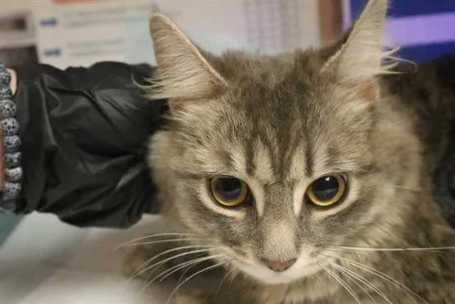 An adult large-sized female Domestic Short Hair cat named Rumble for adoption in Columbia, SC