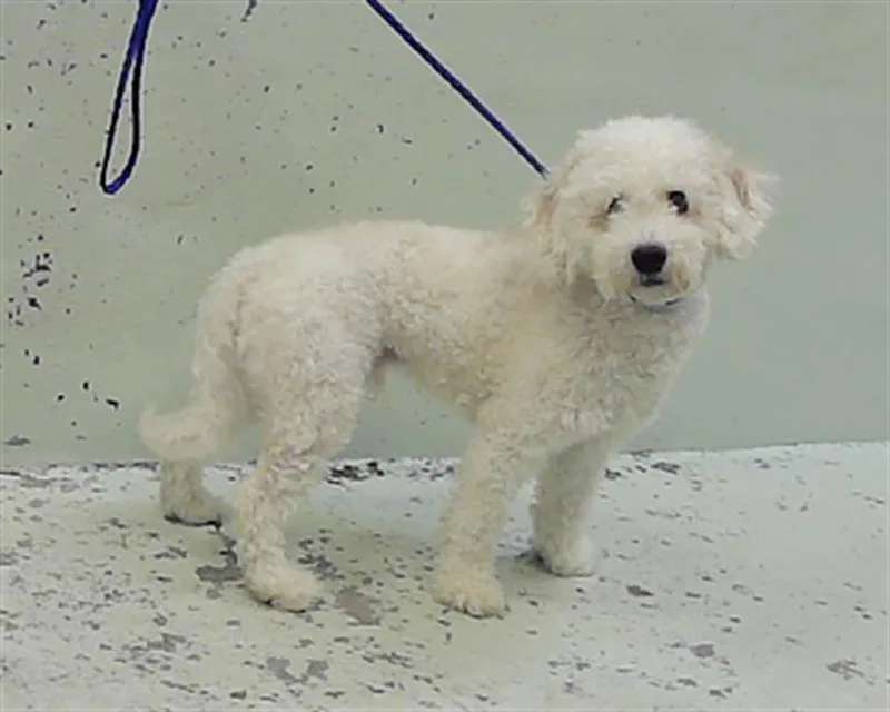 A young small-sized male Poodle dog named Oliver for adoption in Houston, TX