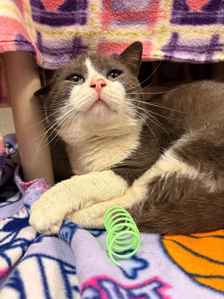 A young medium-sized male Domestic Short Hair cat named Xavier for adoption in Detroit, MI