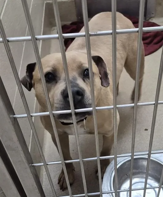 A young medium-sized female Pit Bull Terrier dog named Cinnabon for adoption in Decatur, IL