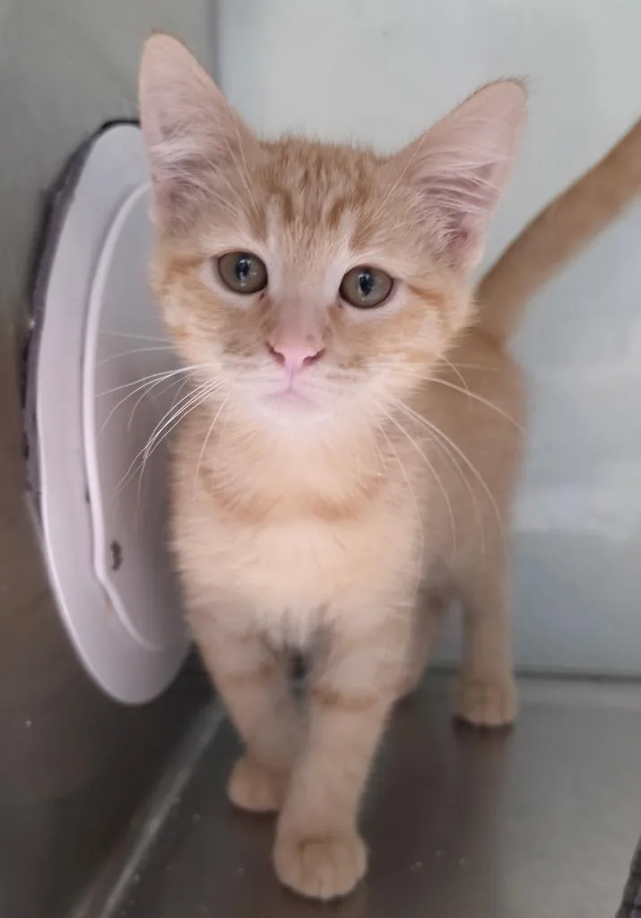 A baby medium-sized male Domestic Short Hair cat named Melman for adoption in Fort Lupton, CO
