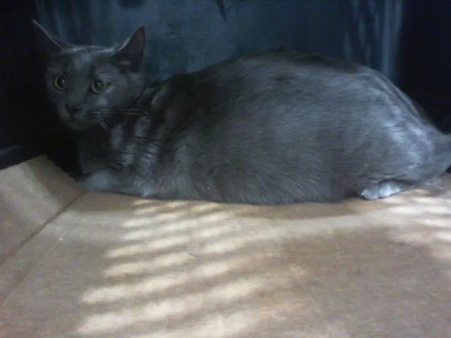 An adult medium-sized female Domestic Short Hair cat named Chamomile for adoption in Charlotte, NC