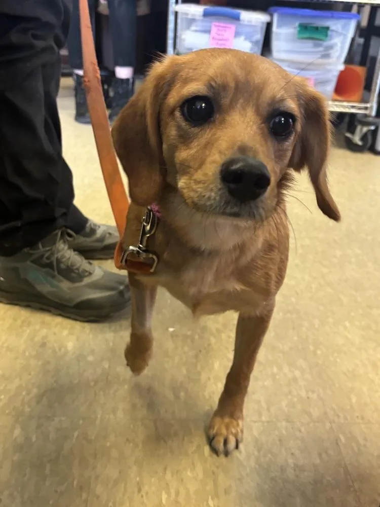 Chandler thumbnail 2