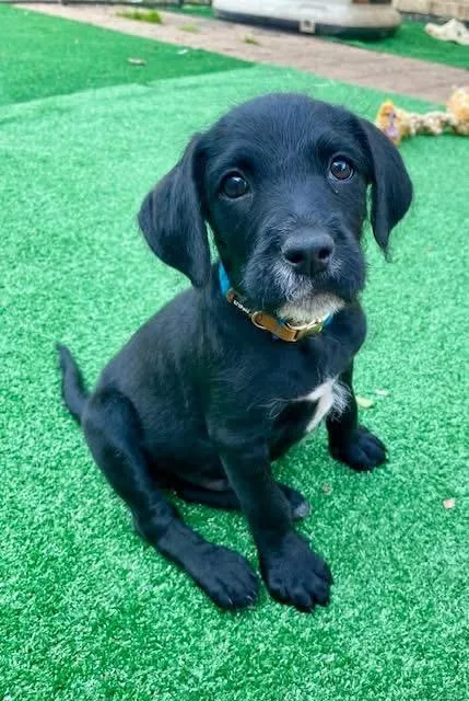 A baby medium-sized male Black Schnoodle dog named Henry for adoption in Orland Park, IL