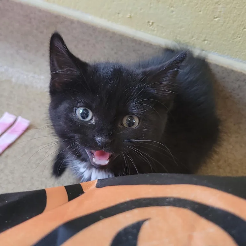 A baby small-sized female Black Domestic Short Hair cat named Little Bear for adoption in Plover, WI