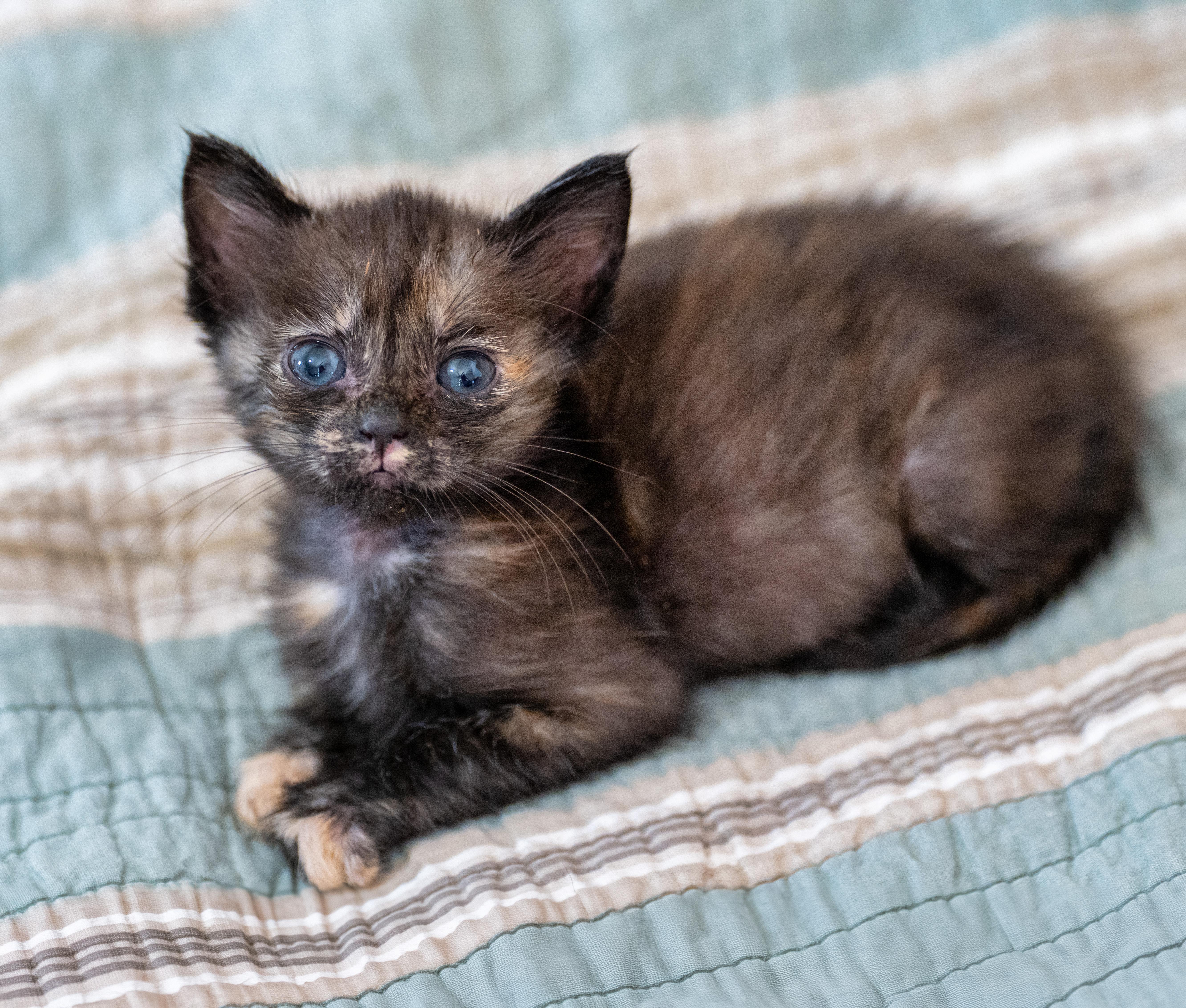 A baby large-sized female Tortoiseshell Domestic Medium Hair cat named Hazel for adoption in Tyler, TX