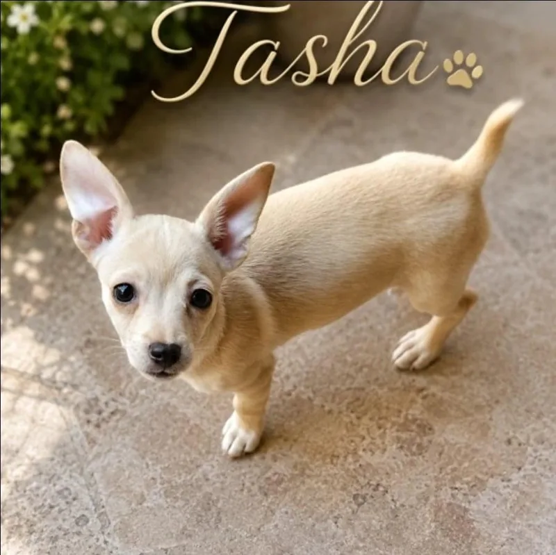 A baby small-sized female Chihuahua dog named Tasha for adoption in Morganville, NJ