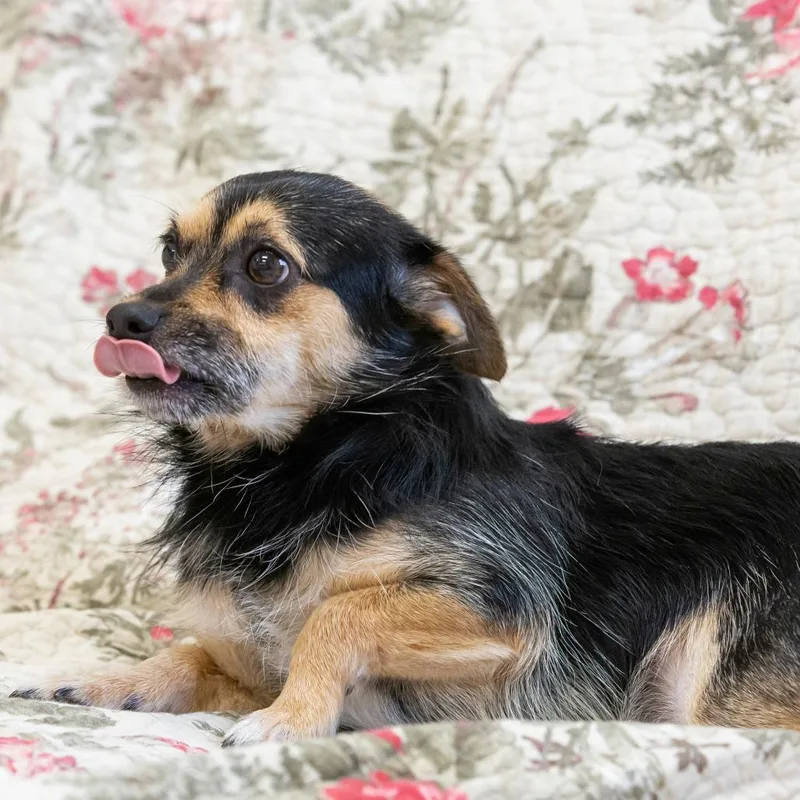 A young small-sized male Black Mixed Breed dog named Geppetto for adoption in Cartersville, GA
