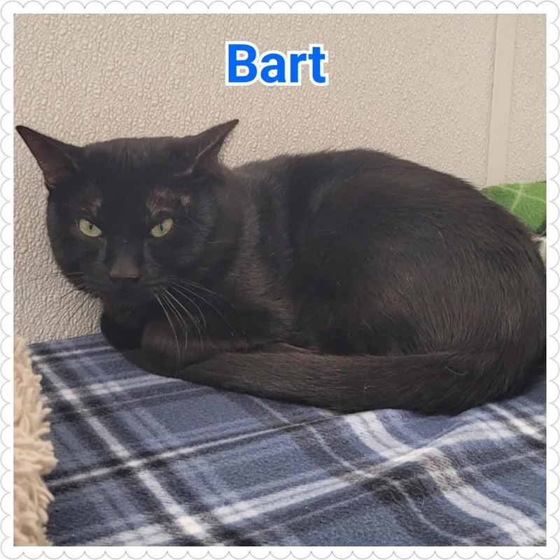A young medium-sized male Domestic Short Hair cat named Bart for adoption in North Saint Paul, MN