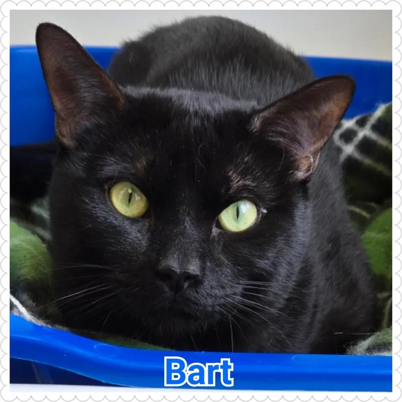 Bart thumbnail 2