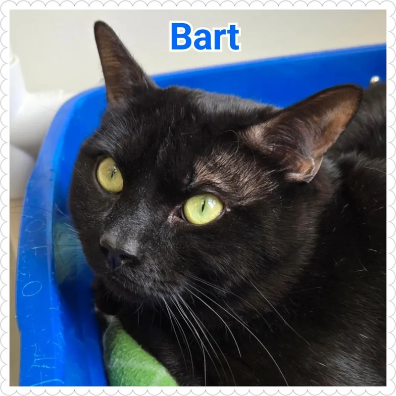 Bart thumbnail 3