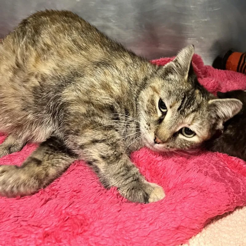 An adult medium-sized female Brown / Chocolate American Shorthair cat named Amara for adoption in Allentown, PA