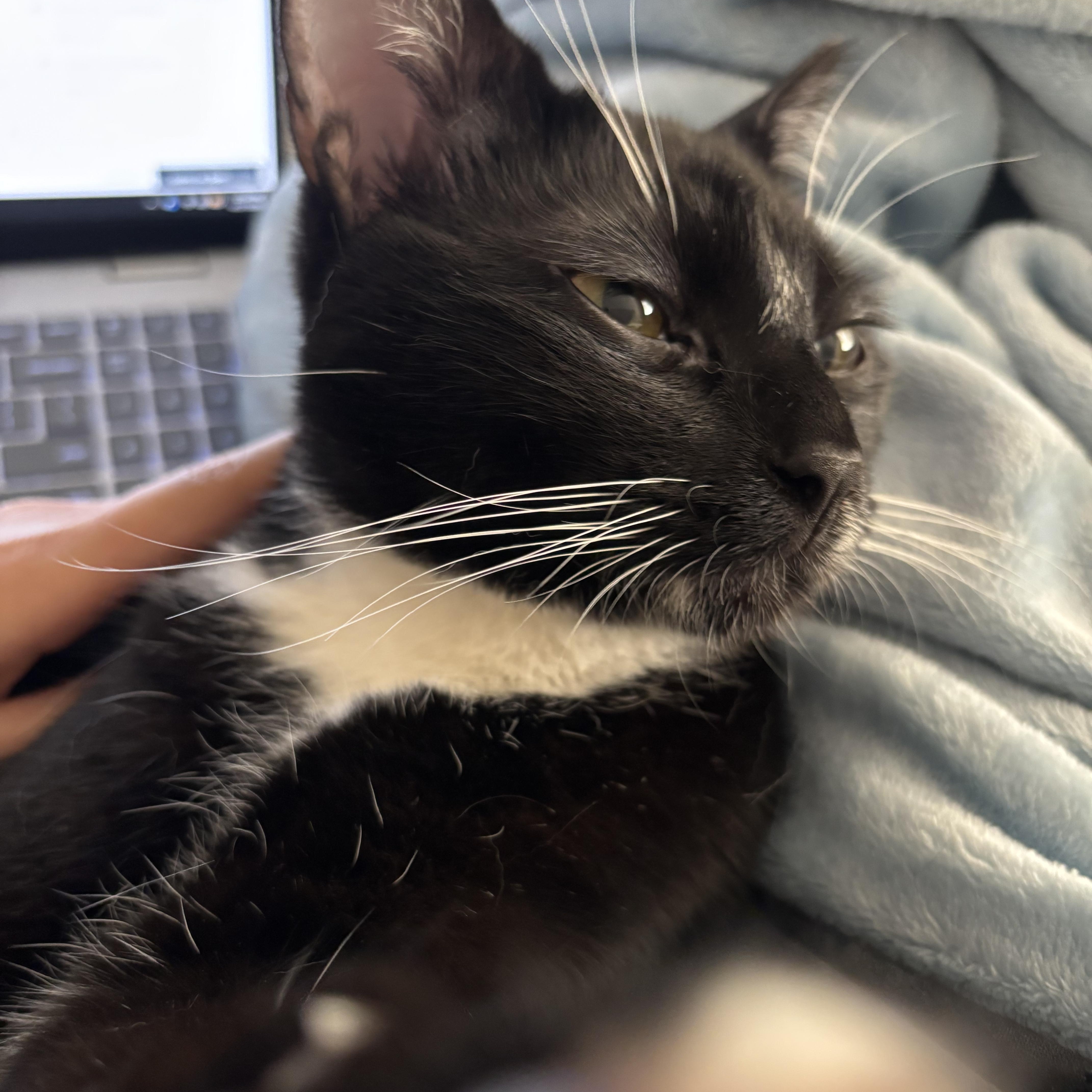 A baby medium-sized male American Shorthair cat named Cedar And Cypress ~ for adoption in New York, NY
