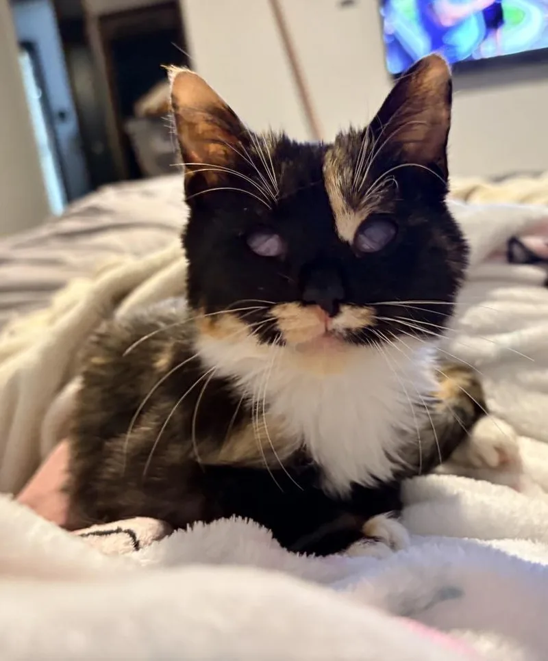 A baby small-sized female Domestic Short Hair cat named Littlefoot for adoption in Lake Wylie, SC