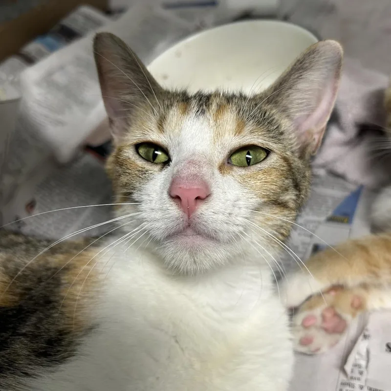 A young medium-sized female Calico Domestic Short Hair cat named Uliana for adoption in Charleston, WV