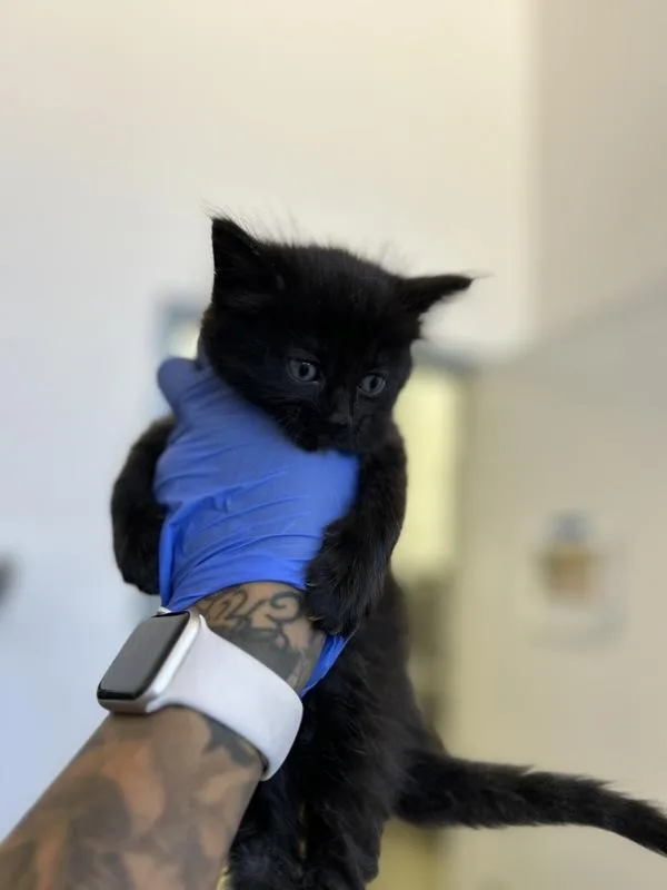 A baby medium-sized male Domestic Short Hair cat named Felix for adoption in Victorville, CA