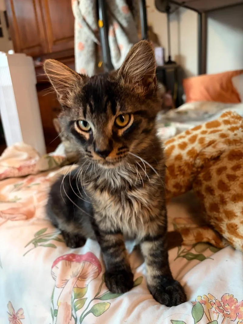 A baby medium-sized male Tabby cat named Reginald FFC for adoption in Omaha, NE