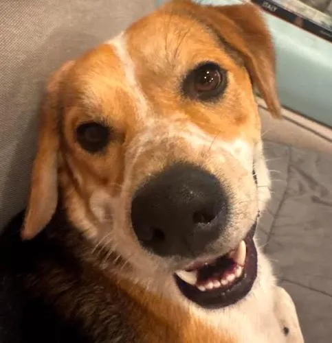 Otis