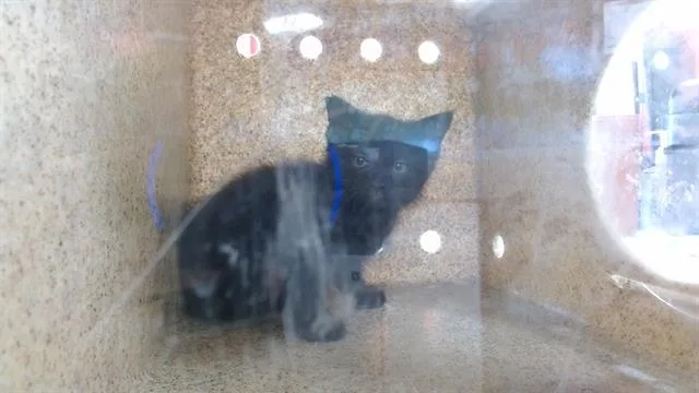 A baby small-sized female Domestic Short Hair cat named Vermithor for adoption in Louisville, KY