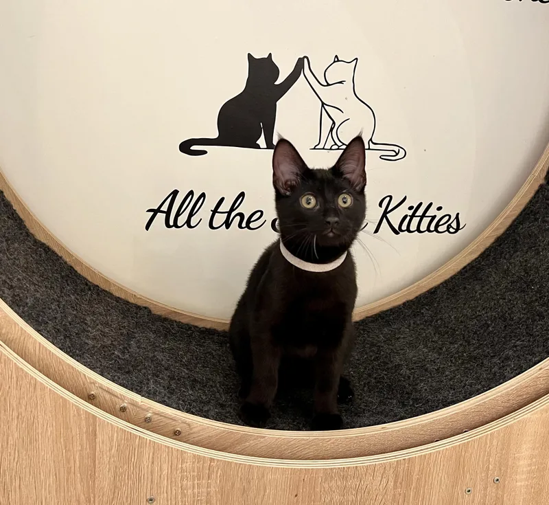 A young medium-sized male Black Domestic Short Hair cat named Goat for adoption in Branford, CT