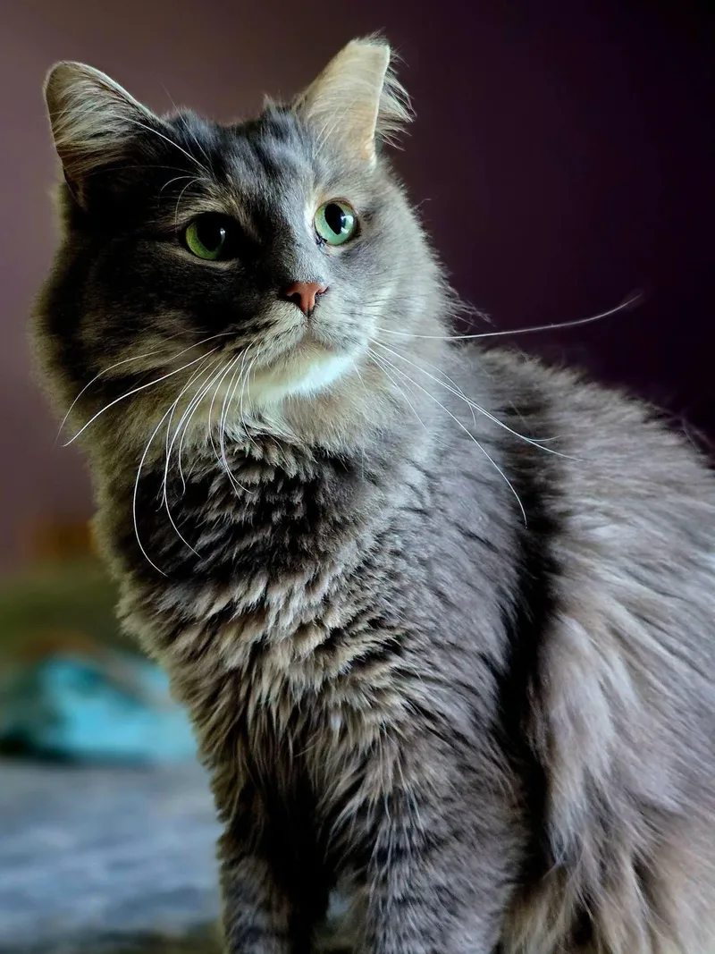 An adult medium-sized male Tabby (Gray / Blue / Silver) Domestic Long Hair cat named Randall for adoption in Johnson City, TN
