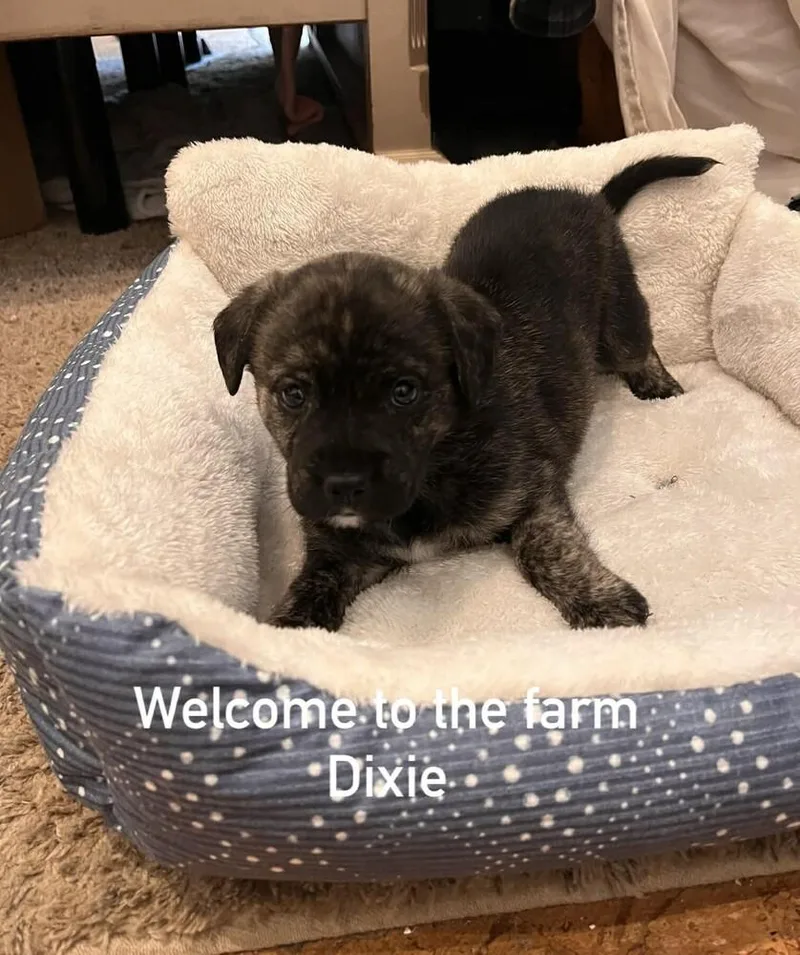 Dixie
