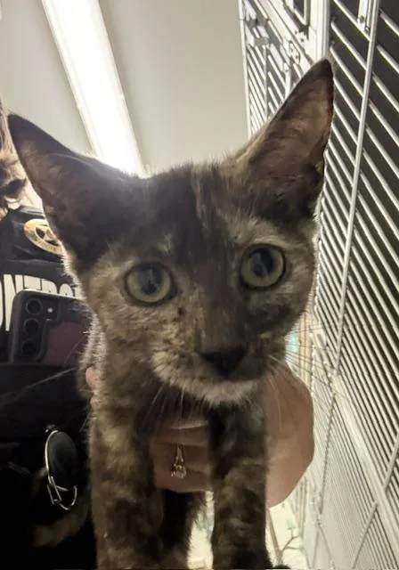 A baby small-sized female Tortoiseshell Domestic Short Hair cat named Scary Spice for adoption in Dinwiddie, VA