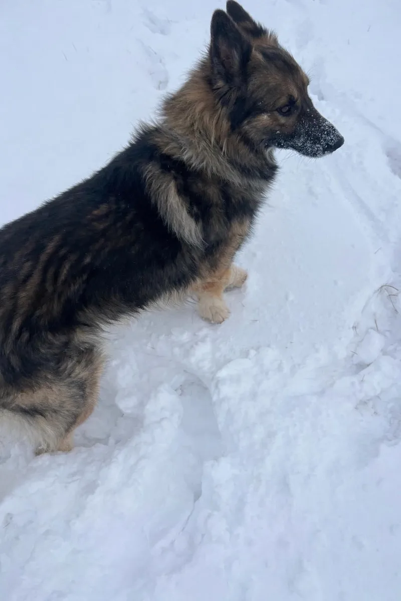 An adult large-sized male German Shepherd Dog dog named Apollo for adoption in Pryor, OK