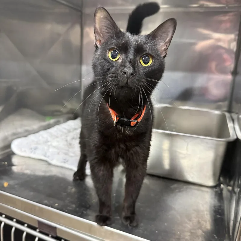 An adult medium-sized female Black Domestic Short Hair cat named Tilapia for adoption in Bridgeville, PA