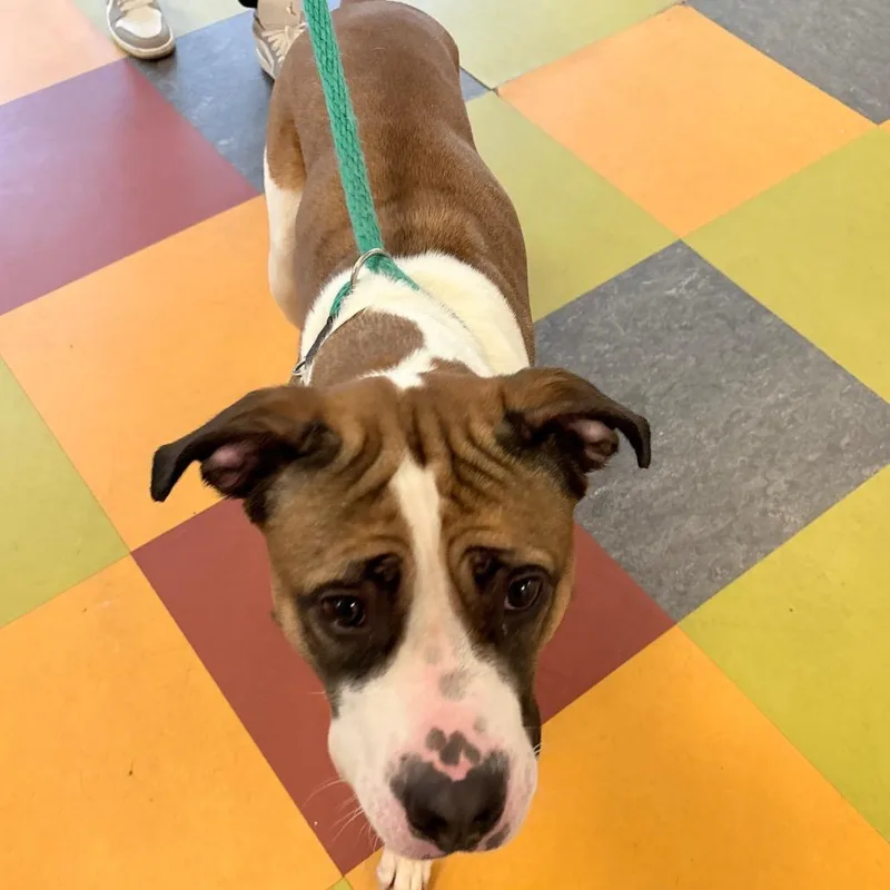 An adult large-sized female Brown / Chocolate Mixed Breed dog named Betty Boop for adoption in Philadelphia, PA