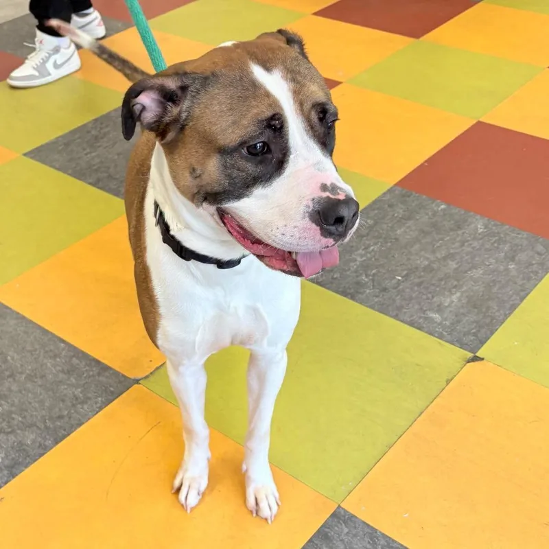 Betty Boop thumbnail 2