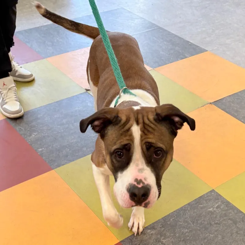 Betty Boop thumbnail 3