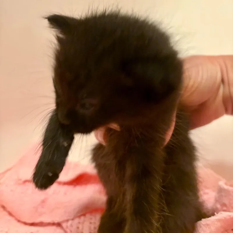 A baby small-sized female Black Domestic Short Hair cat named N Poppy for adoption in Arizona City, AZ