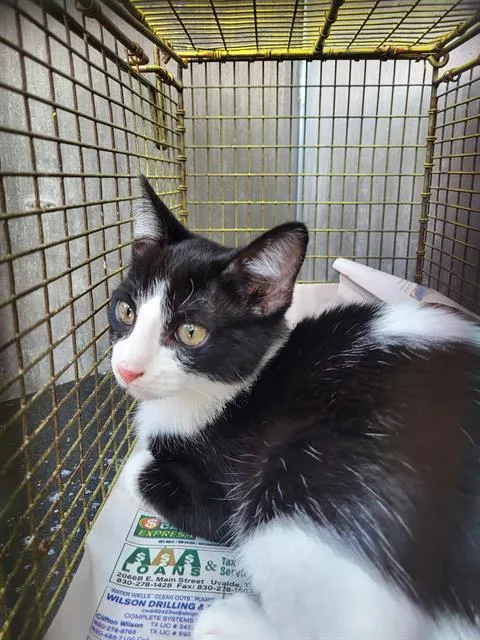 A young small-sized female Domestic Short Hair cat named A for adoption in San Antonio, TX