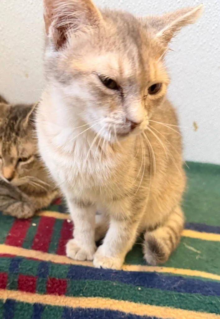 A baby medium-sized female Domestic Short Hair cat named Buffy for adoption in Ogdensburg, NY
