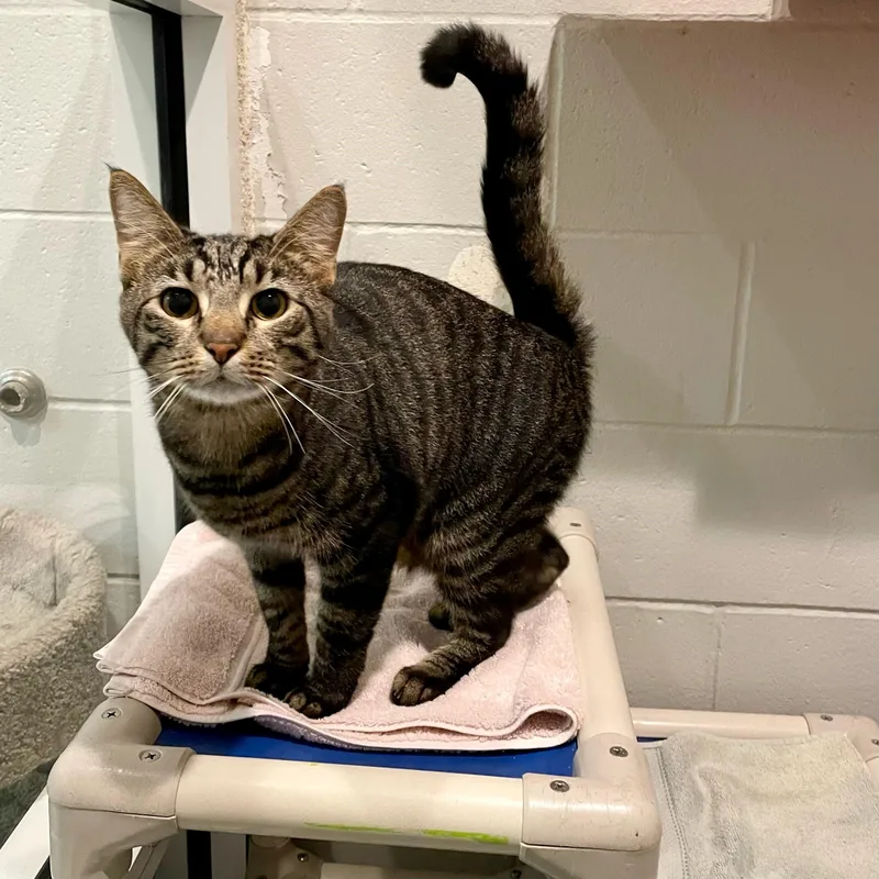 Johnny Storm thumbnail 2