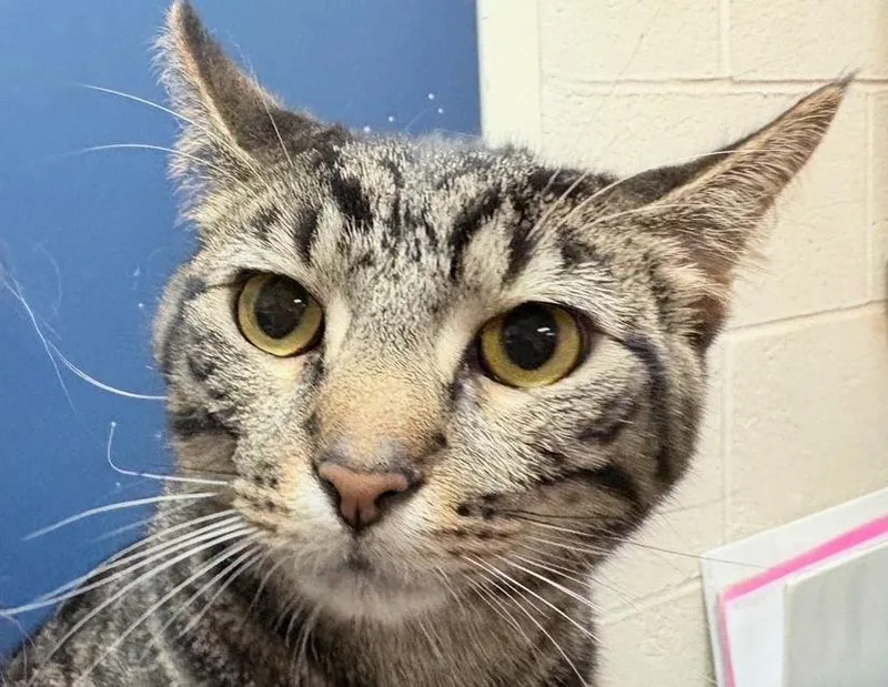 Johnny Storm thumbnail 3