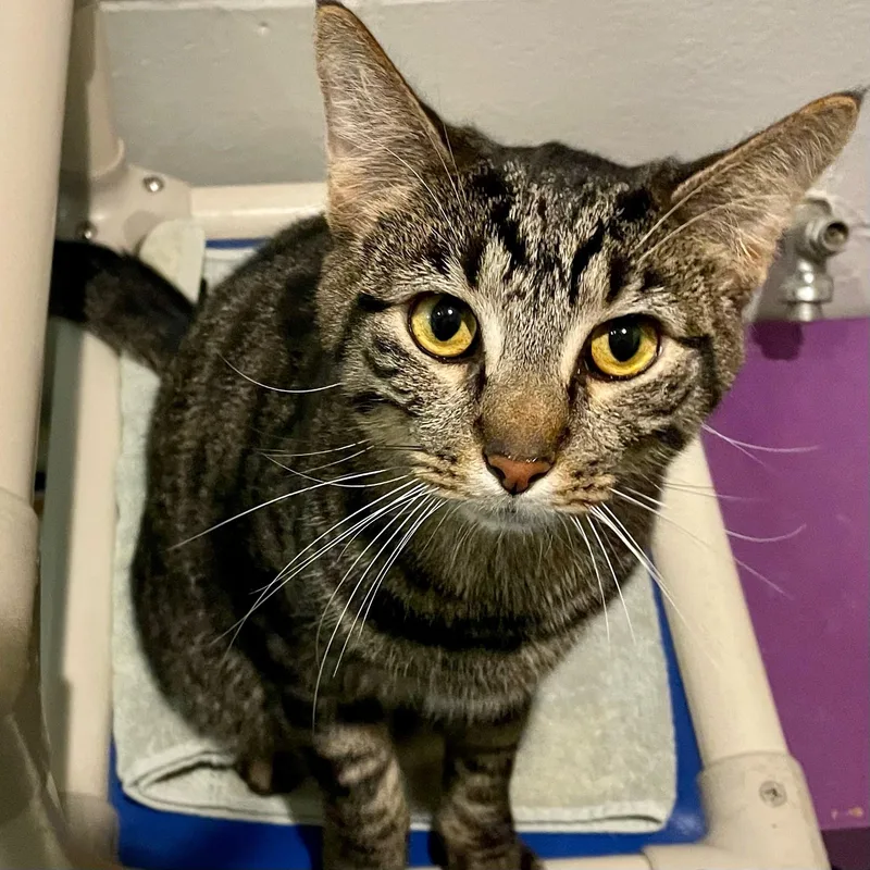 Johnny Storm thumbnail 4