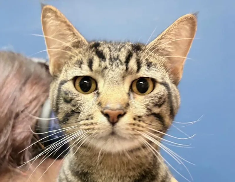 Johnny Storm thumbnail 5