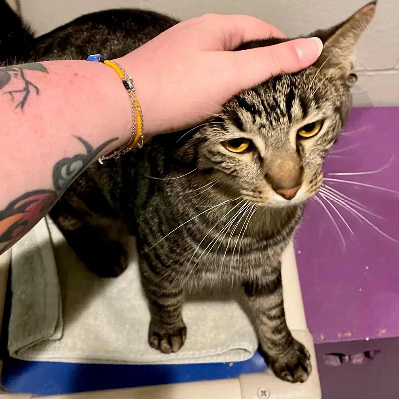 Johnny Storm thumbnail 6