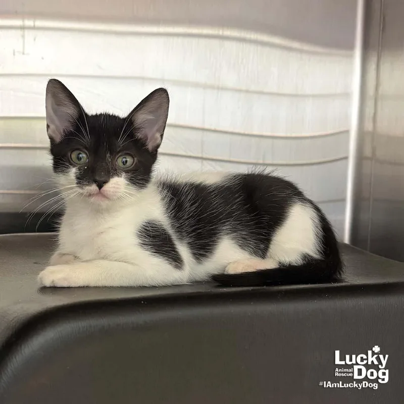 A baby medium-sized female Gray & White Domestic Short Hair cat named Mint for adoption in Washington, DC