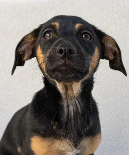 A baby small-sized male Black Terrier dog named Grasshopper for adoption in Encinitas, CA