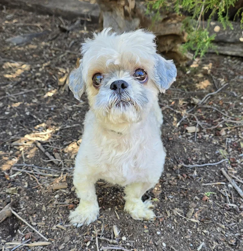 A young small-sized male White / Cream Shih Tzu dog named Resilient Lil Mr Renard for adoption in Albuquerque, NM