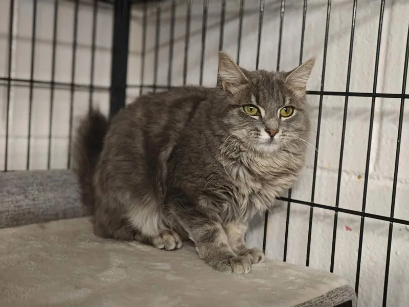 A young medium-sized female Gray / Blue / Silver Domestic Long Hair cat named Bunny for adoption in Royal Palm Beach, FL